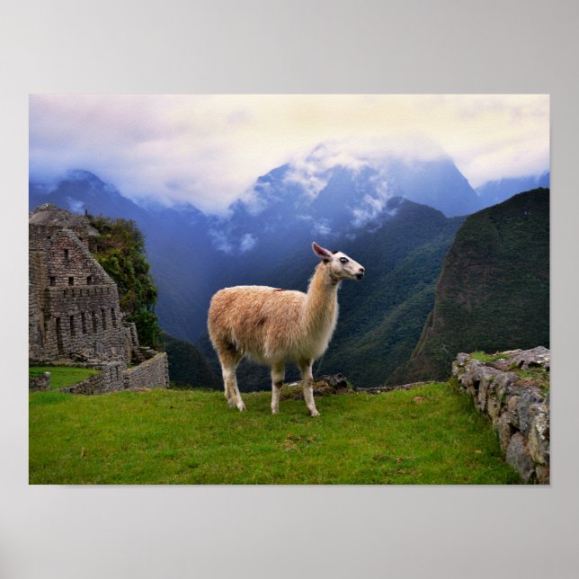 Llama at Machu Picchu, Peru Poster (Front)