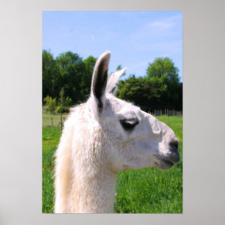 LLAMA BEAUTY - POSTER