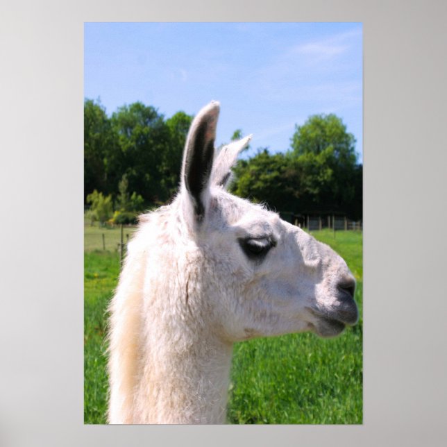 LLAMA BEAUTY - POSTER (Front)