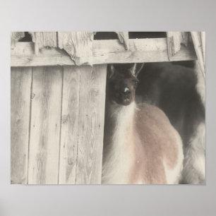 Llama Black White Partial Colour Poster