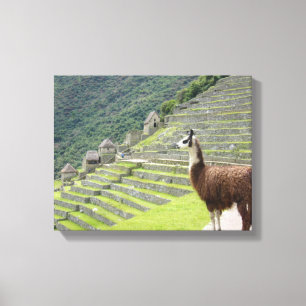 llama canvas print
