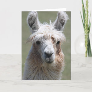Llama Card