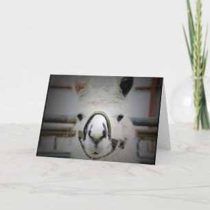 Llama Card