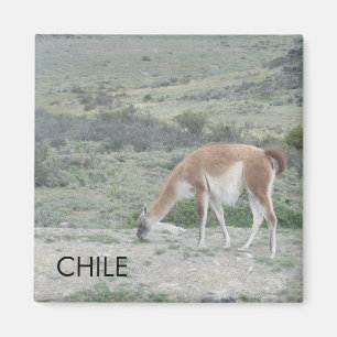 Llama Chile Magnet