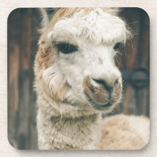Llama Close Up Coaster