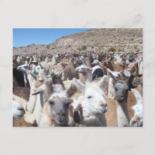 Llama Disco Postcard (Front)