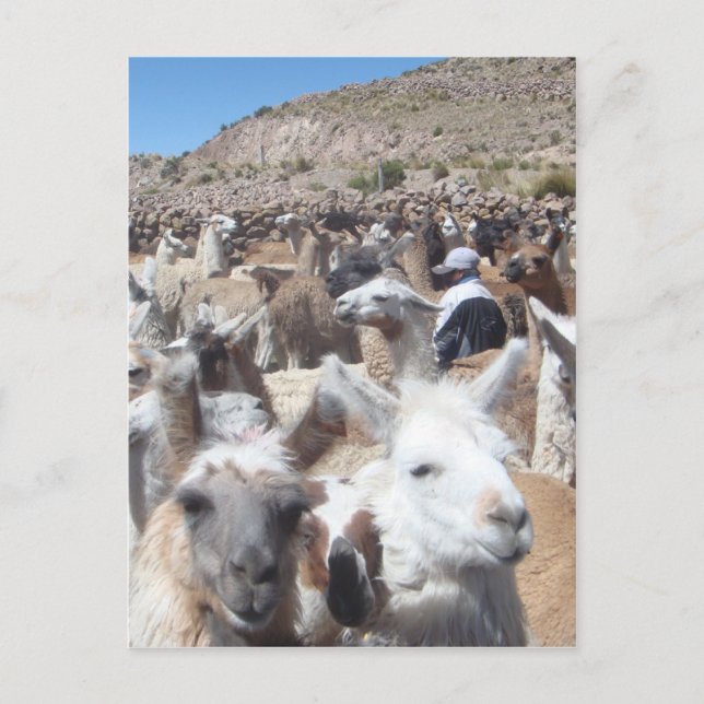 Llama Disco Postcard (Front)