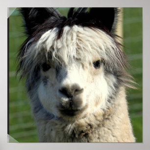 Llama Face Poster