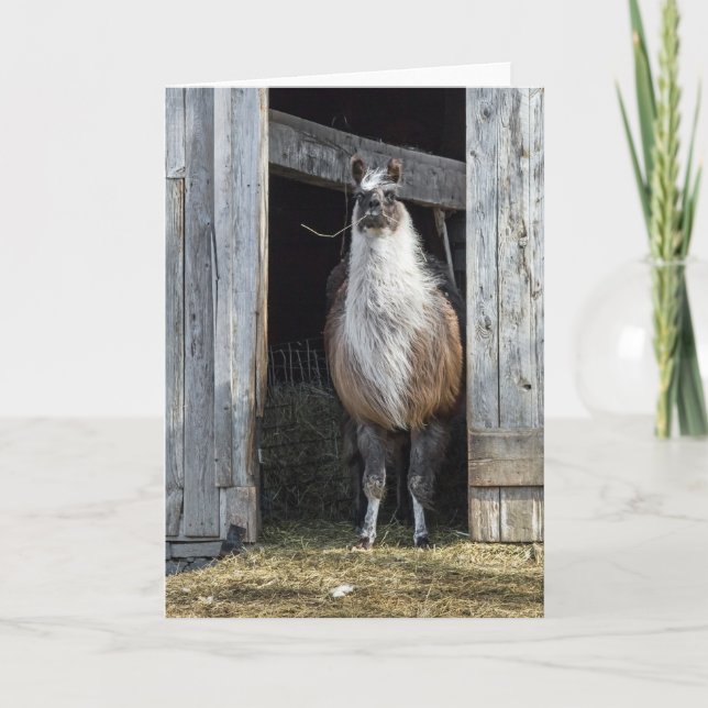 Llama, Greeting The Day Card (Front)