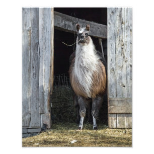 Llama, Greeting The Day Photo Print