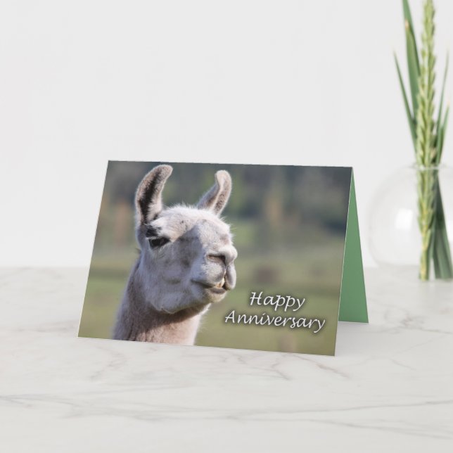 Llama Happy Anniversary |Happy Anniversary llama Card (Front)