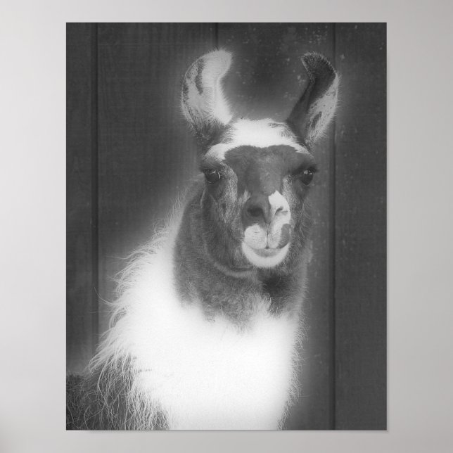 Llama In Black And White Animal Poster (Front)