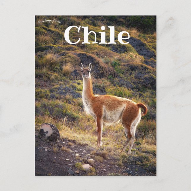 Llama in Chile Postcard (Front)