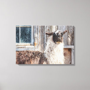 Llama in front of a barn canvas print