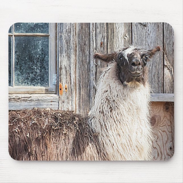 Llama in front of a barn mouse mat (Front)