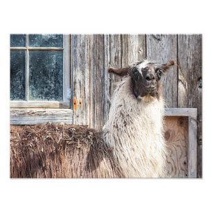 Llama in front of a barn photo print