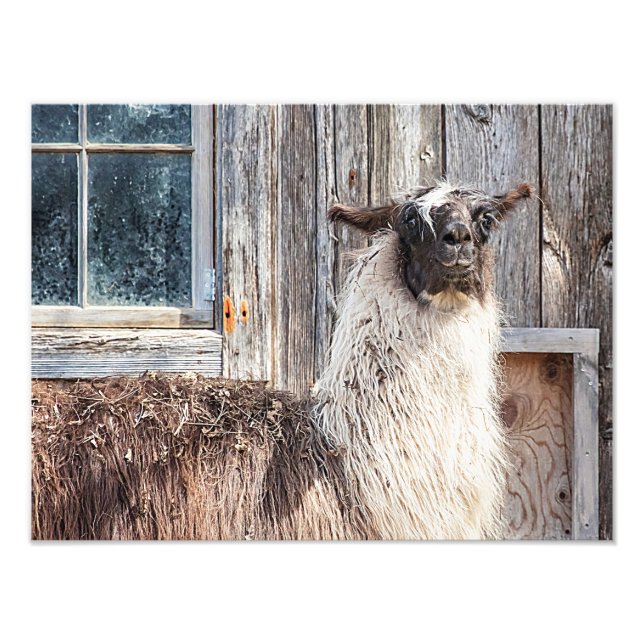 Llama in front of a barn photo print (Front)