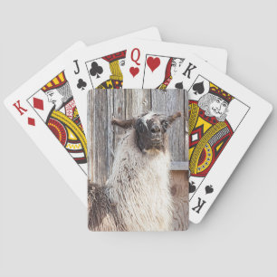 Llama in front of a barn playing cards