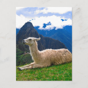 LLama in Machu Picchu Postcard
