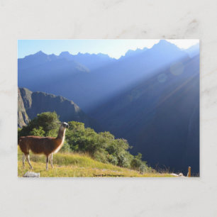 Llama in the Andes Postcard