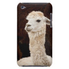 Llama