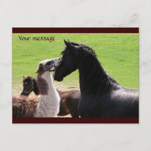 Llama kiss Postcards