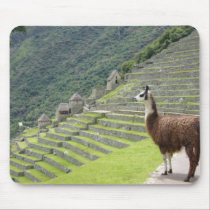 llama lands mouse mat