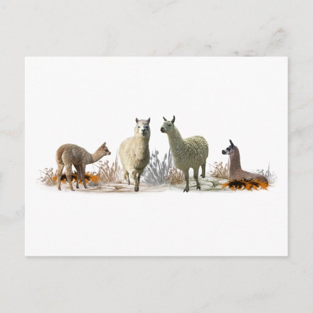 Llama Meadow Postcard (Front)