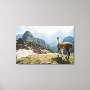 Llama Overlooking Ruins   Machu Picchu, Peru Canvas Print