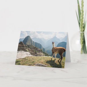 Llama Overlooking Ruins   Machu Picchu, Peru Card