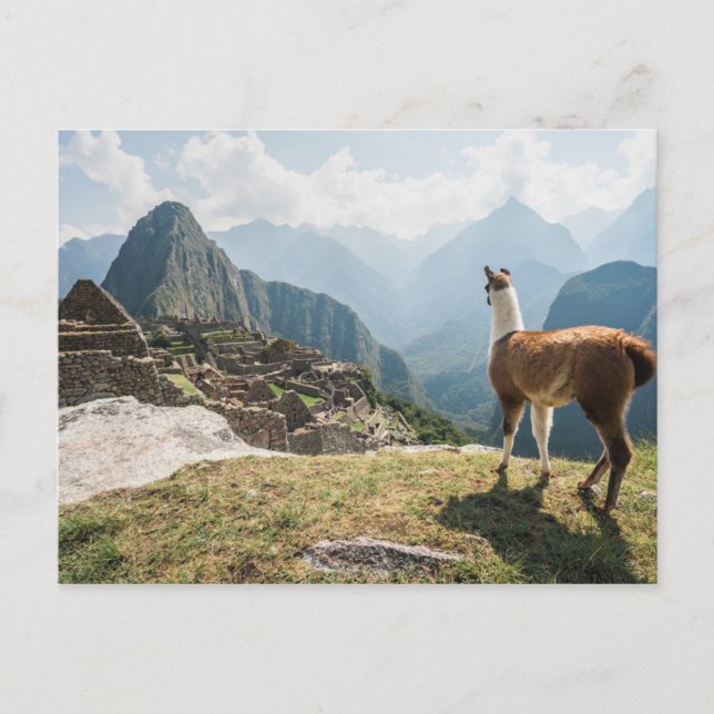 Llama Overlooking Ruins | Machu Picchu, Peru Postcard (Front)