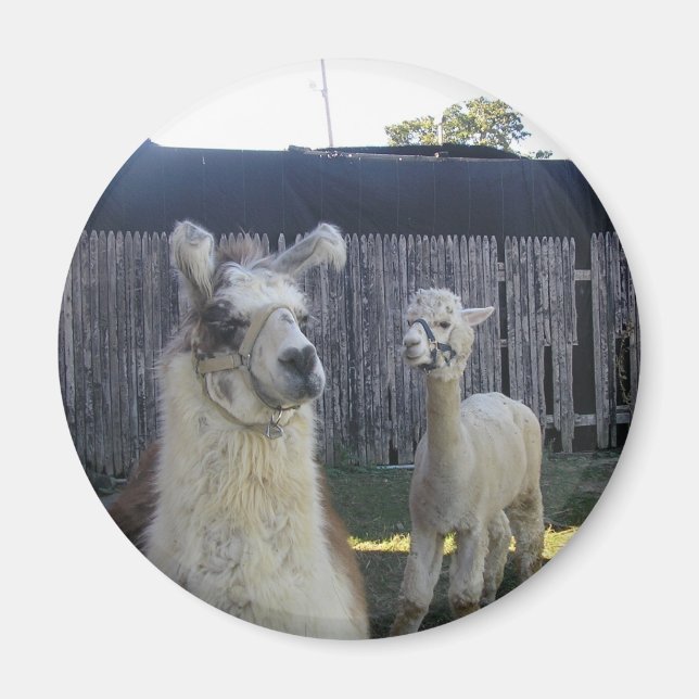 Llama Pals Magnet (Front)