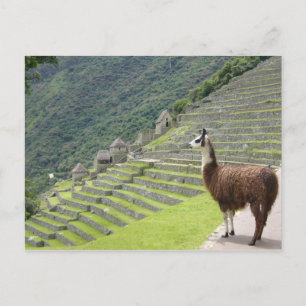 llama peru postcard
