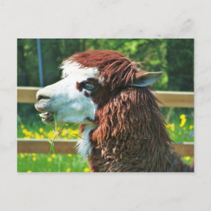Llama - Postcard