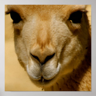 Llama Poster