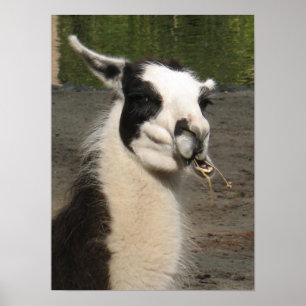 Llama Poster Print