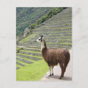 llama pride postcard