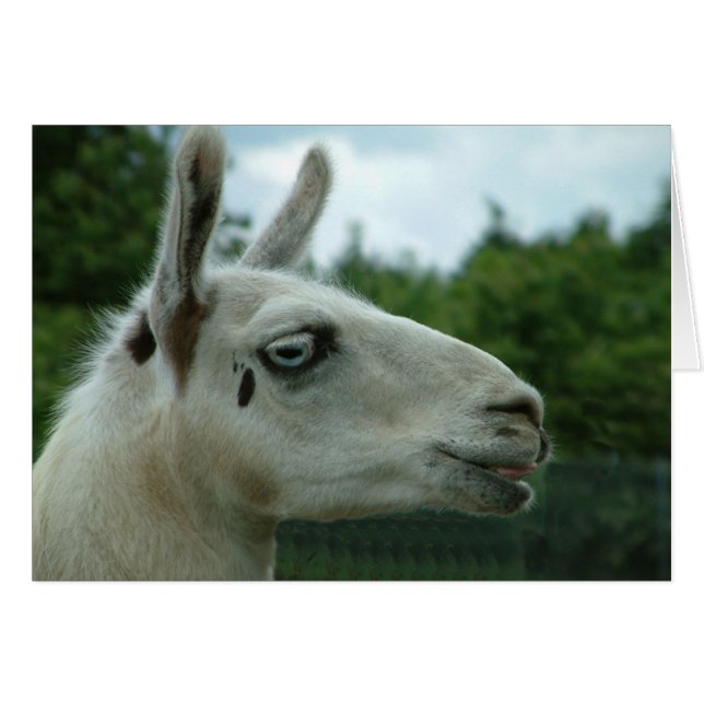 Llama Smiling (Front Horizontal)