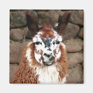 llama stare magnet