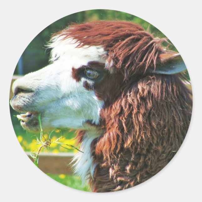 Llama - Sticker (Front)