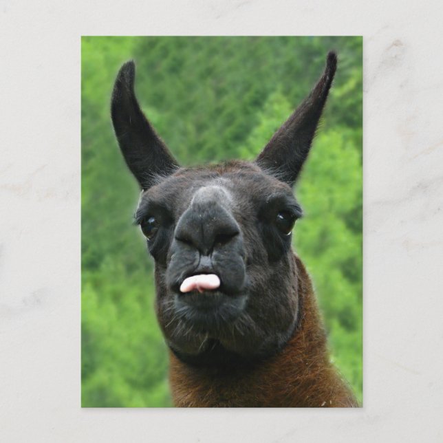 Llama Sticks Out Tongue at YOU! Postcard (Front)