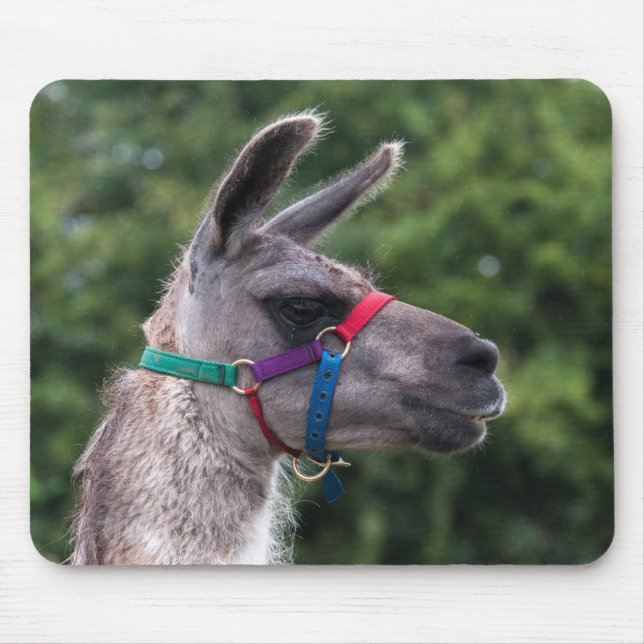 Llama superiority mouse mat (Front)