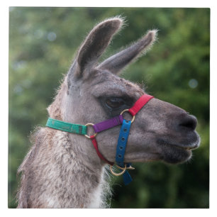 Llama Superiority Tile