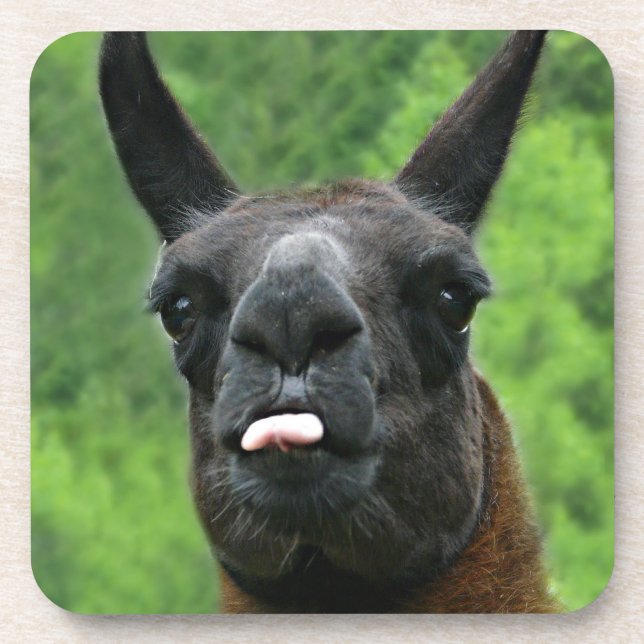 Llama with Attitude - Sticking out Tongue Photo Coaster (Front)