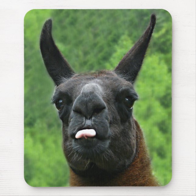 Llama with Attitude - Sticking out Tongue Photo Mouse Mat (Front)