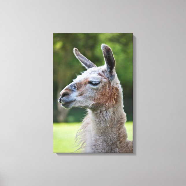 Llama Wrapped Canvas Print (Front)