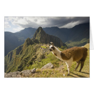 LLamas and an over look of Machu Picchu,