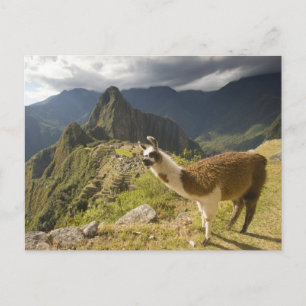 LLamas and an over look of Machu Picchu, Postcard