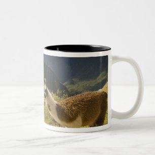 LLamas and an over look of Machu Picchu, Two-Tone Coffee Mug