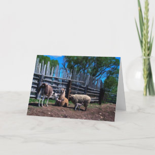 Llamas and Lambs Thank You Card
